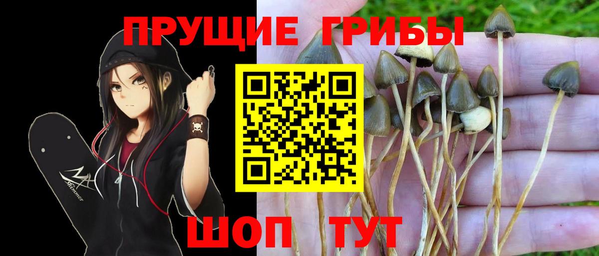 Среднеуральск  Псилоцибиновые грибы GOLDEN TEACHER  Вход с VPN 